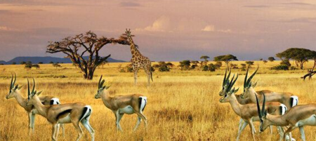 <四星南非>深圳往返南非9天6晚跟團游，銀河動物園酒店自助烤肉晚餐，安排越野車SAFARI追逐野生動物，野性和精致并存