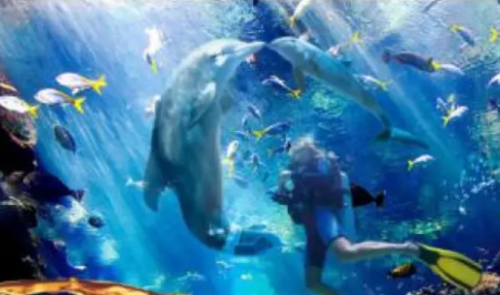 【親子游】廣州直飛美娜多，6天/5天跟團游，贈送追海豚，半潛艇體驗