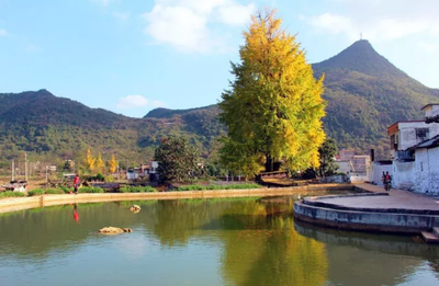 【399元.食足3餐】连南瑶族盘王节、观赏瑶族舞蹈、耍歌堂、阳山千年银杏、品美食宴 纯玩二天